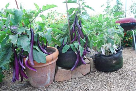 Container growing is also a great option when ground is not available such as on a deck or balcony. Growing Vegetables in Containers & Pots - How To Guide