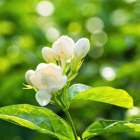 White Potted Jasmine Plant For Sale | Philippine Jasmine - Easy To Grow ...