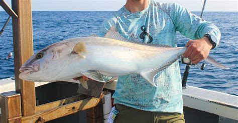 Amberjack Greater South Atlantic Fishery Management Council