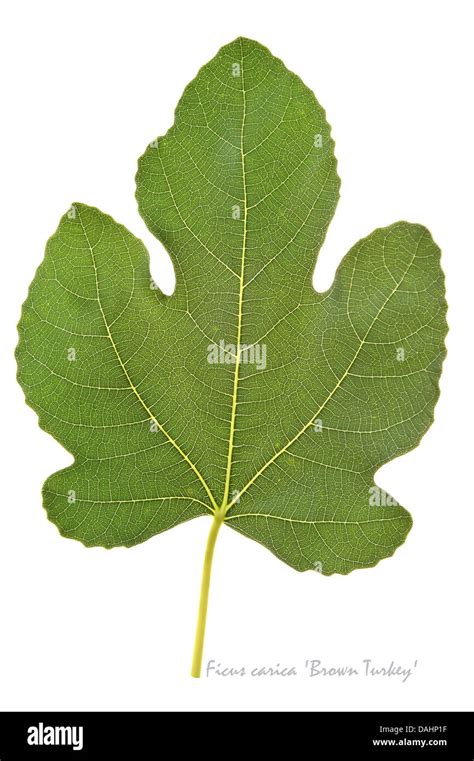 Fig Ficus Carica Brown Turkey Leaves On The White Background July