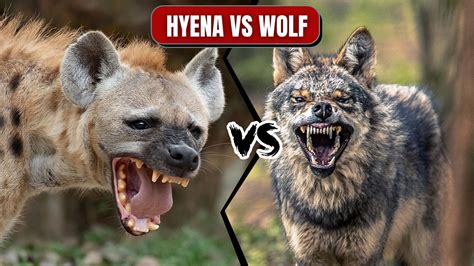SPOTTED HYENA VS GRAY WOLF Who Would Win YouTube