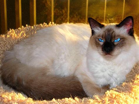 Balinese Cat History Personality Appearance Health And Pictures