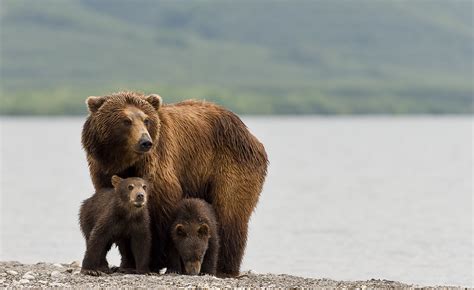 Grizzly Bear Mom Protecting Cubs