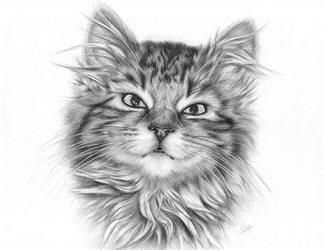 Seven Tabby Kitten Drawing Fine Art Print By Heather Page