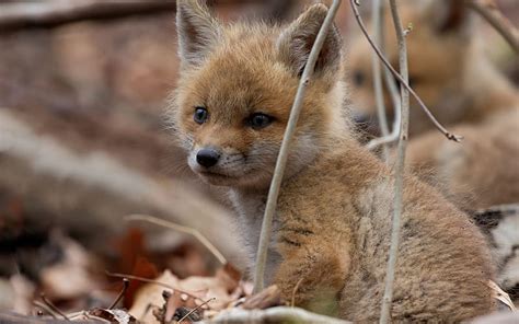 Cute Fox Wildlife 2019 Animal Hd Wallpaper Peakpx