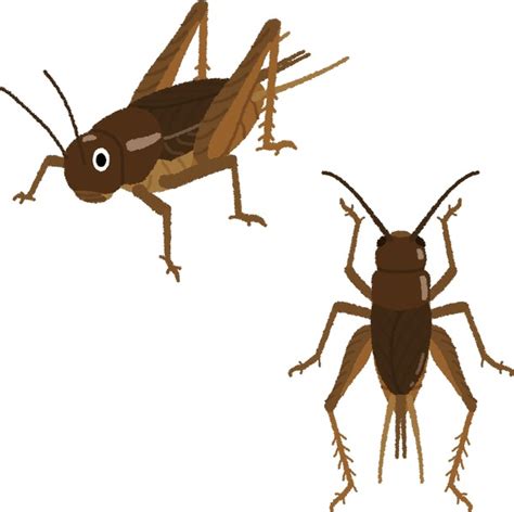 Cricket Insect Over 7716 Royalty Free Licensable Stock Illustrations