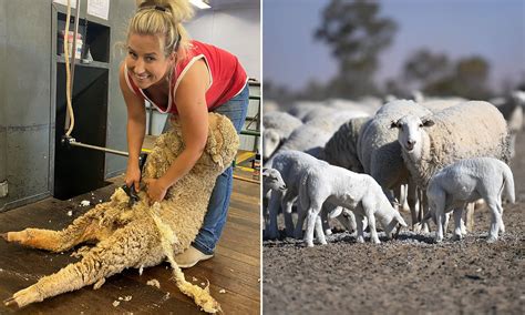 Sheep Shearers Instagram Twitter And Facebook On Idcrawl