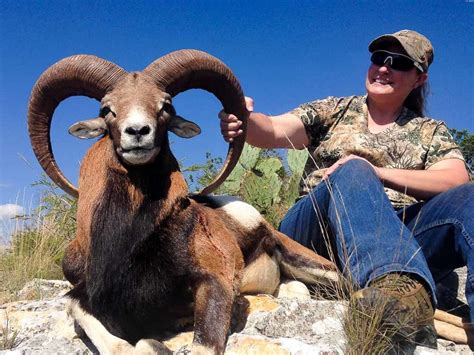 Red Sheep Hunting 18000 Acres In Texas 60 Species Ox Ranch
