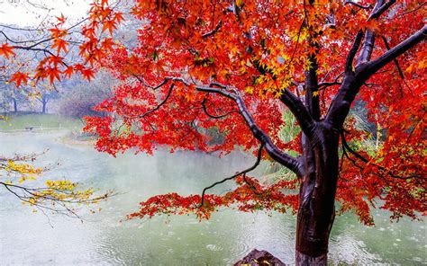 Autumn Tree On A Rainy Day Hd Wallpaper Background Image 2560x1600