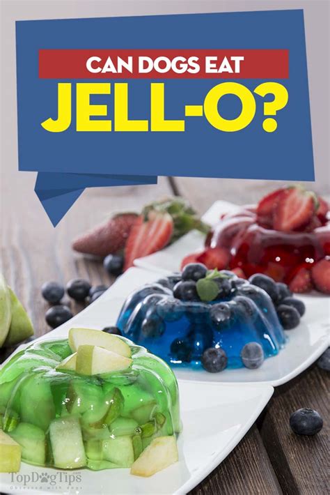 The owner, michael dey, a new jersey native, has been eating hot dogs since his early childhood. Can Dogs Have Jello? Here Are the Benefits and Side Effects