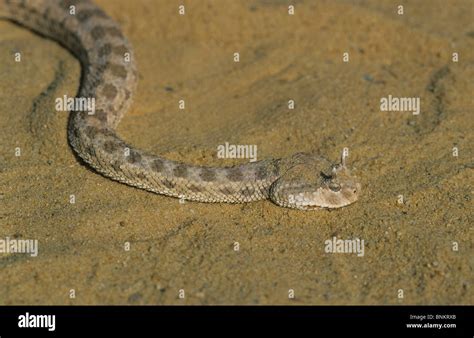 Horned Desert Viper In The Sand Cerastes Cerastes Stock Photo Alamy