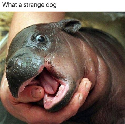 laugh    animal memes