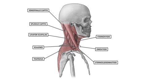 Criteria for naming skeletal muscles. CrossFit | Cervical Muscles, Part 1
