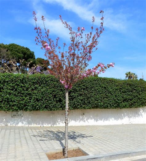 Árboles Con Alma Cerezo De Flor Japonés Prunus Serrulata