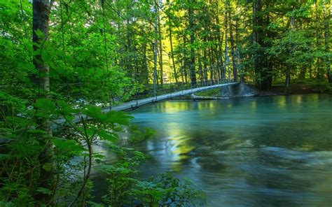 壁紙 川、森、橋、夏、自然の風景 2560x1600 Hd 無料のデスクトップの背景 画像