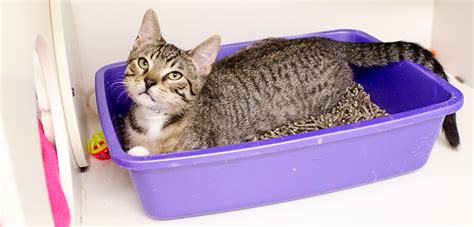 How To Make Cat Litter Box More Appealing