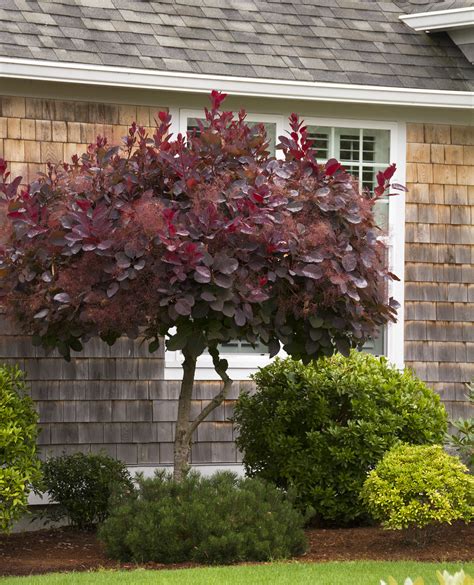 Smoke bush is hardy in virtually all regions of the united states from usda hardiness zone 4a through 11. Royal Purple Smoke Tree - Monrovia - Royal Purple Smoke Tree