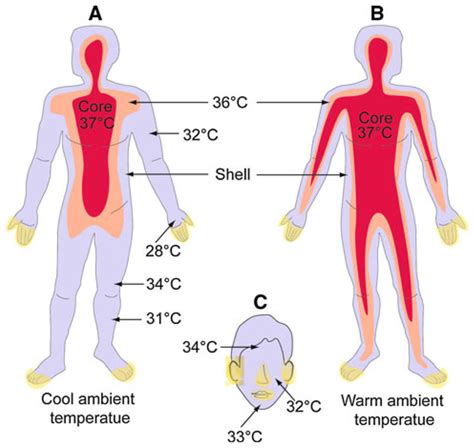 diagrammatic illustration of body temperature in the human body a in download scientific