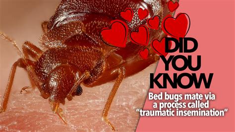 pest advice for controlling bed bugs