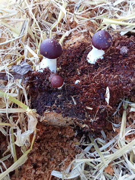Mushroom King Stropharia Spawn 15kg Zozos Minigarden