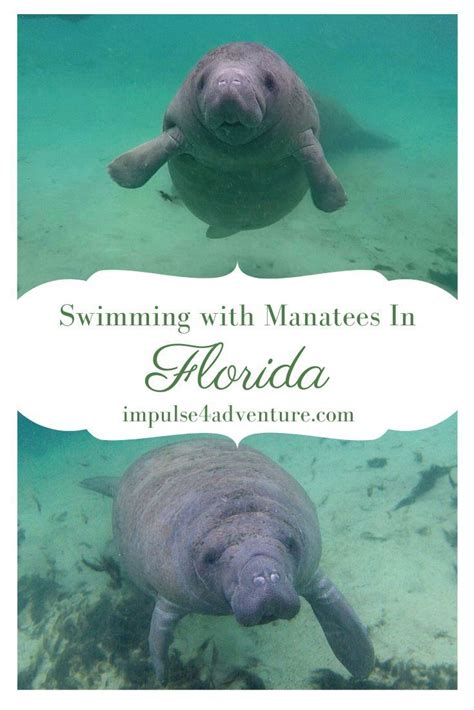5 Best Places To See Manatees In Florida This Winter Artofit