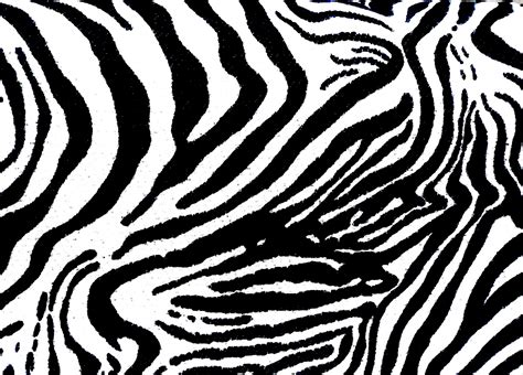Zebra Texture Free Stock Photo Public Domain Pictures