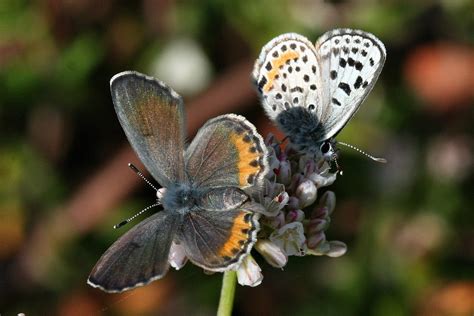 The El Segundo Blue Butterfly Lives In 3 Populations One Of Which Is