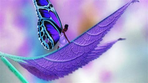 Cute Butterfly Desktop Wallpapers Wallpapersafari