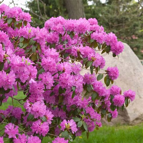 Rhododendron Pjm Jardissimo