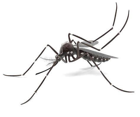 Dengue Mosquito Stock Photos Pictures And Royalty Free Images Istock