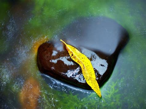 Broken Leaf From Maple Tree On Basalt Stone In Blurred Water Of