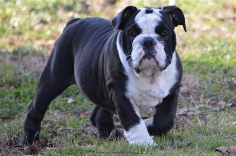 English Bulldog Pup Bronzeseal Male For Sale In Crawford Georgia