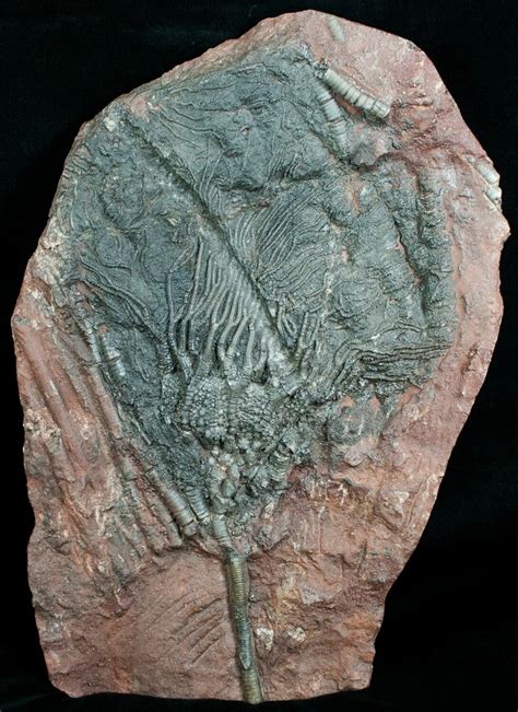 10 Inch Moroccan Crinoid Fossil Scyphocrinites 4025 For Sale