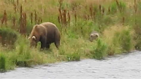 Kodiak Bears Feeding On Salmon Youtube