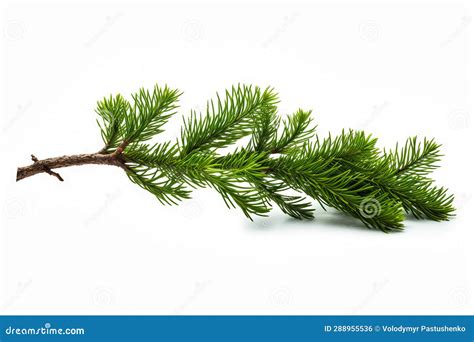 Branch Of Pine Tree On White Background Generative Ai Stock Photo