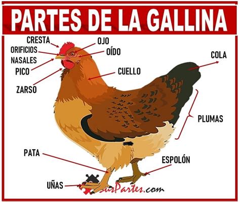 La Gallina Y Sus Partes Listado Y Sus Partes