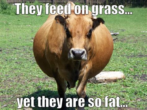 Fat Cow Funny