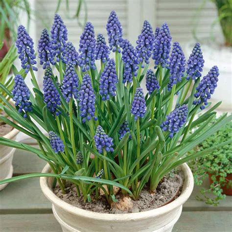 How To Plant Muscari In Pots Garden Bulb Gardening Flower A