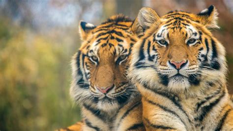 Two Tigers Are Sitting In Blur Background Hd Animals Wallpapers Hd