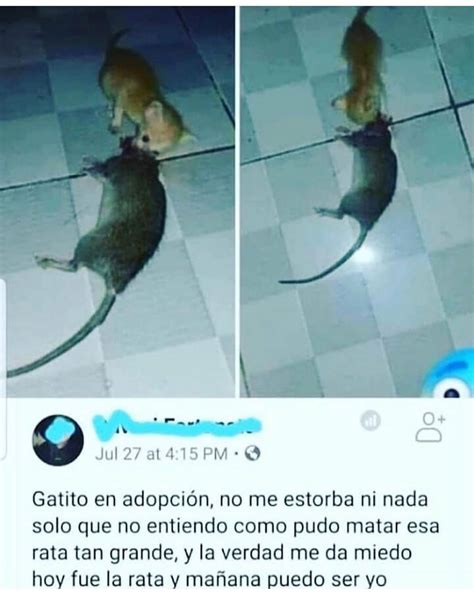 Gatito En Adopci N No Me Estorba Ni Nada Solo Que No Entiendo Como Pudo Matar Esa Rata Tan