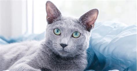 Korat Vs Russian Blue Cat Key Differences Explained Wiki Point