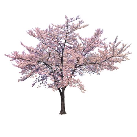 download blossom cherry tree trees branch png file hd clipart