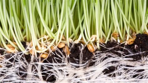 15 Plants With Fibrous Roots Facts On Taproots Gardening Dream