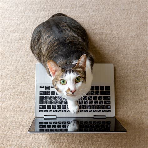 25 Funny Photos Of Cats “working From Home” Cat Work Cats Cat Photo
