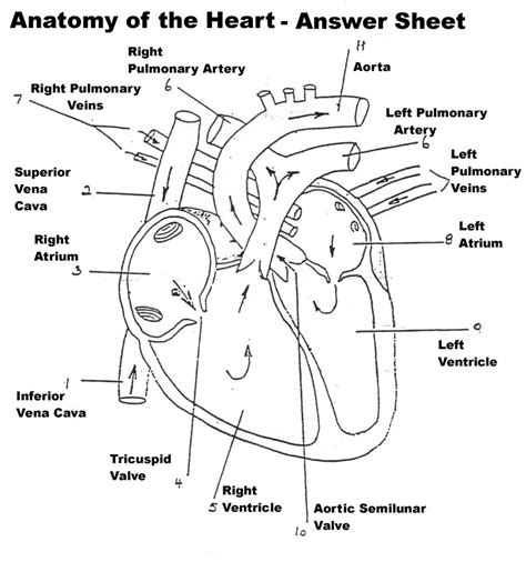 Heart Labeling Activity