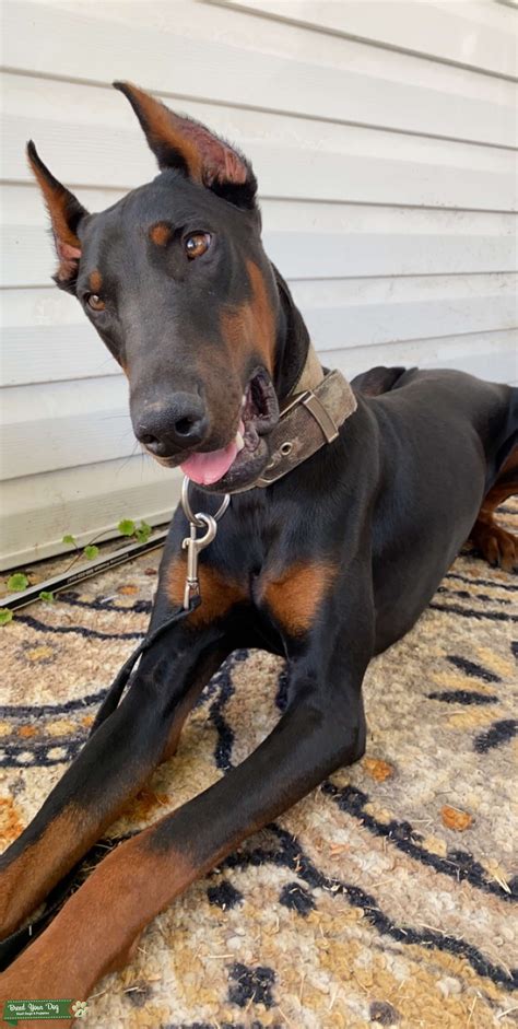 Akc Registered Doberman Stud Dog In Missouri United States Breed