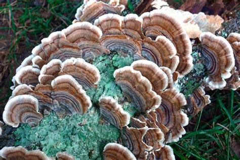 This oftentimes gets confused with the term saprophytic , but this indicates that fungi will digest and recycle decaying matter for other organisms to ingest. Turkey Tail Mushroom Benefits and Uses - Mushroom Site