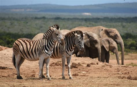 ¿cuáles Son Los Mejores Safaris África Munnsafaris