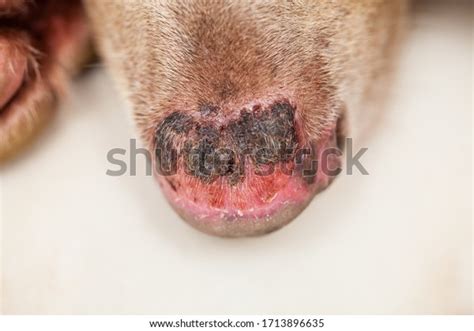 Close Sunburn Injury Dog Nose Stock Photo 1713896635 Shutterstock