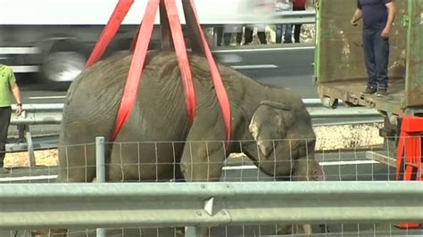 Elefante morre em acidente de camião em Espanha Euronews